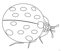 Coccinelle dessin